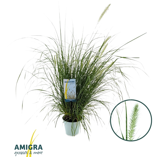 <h4>Pennisetum al. 'Hameln'</h4>