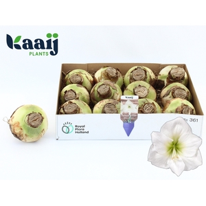 BLOEMBOL HIPPEASTRUM