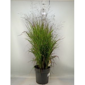 Panicum virgatum