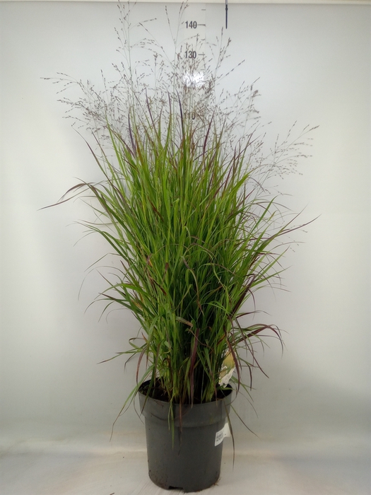 <h4>Panicum virgatum</h4>