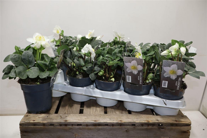 <h4>Hell Ni Chr Carol</h4>