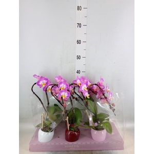 Phalaenopsis   ...