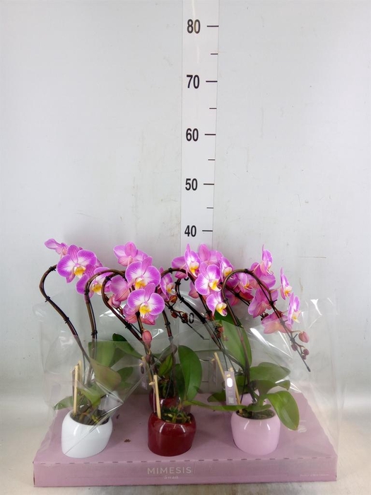 <h4>Phalaenopsis   ...</h4>
