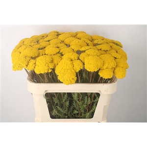 Achillea F Park Variety