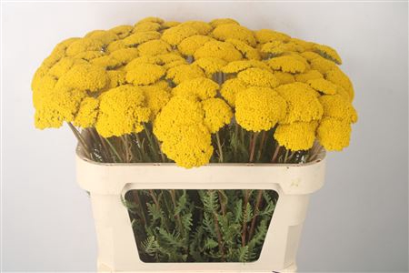 <h4>Achillea F Park Variety</h4>