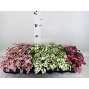 Hypoestes phyllo.   ...mix