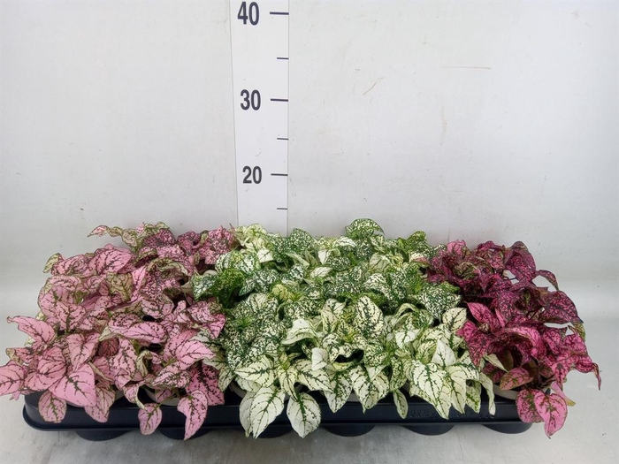 <h4>Hypoestes phyllo.   ...mix</h4>