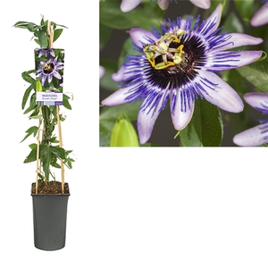 Passiflora 'Damsel's Delight' +light label