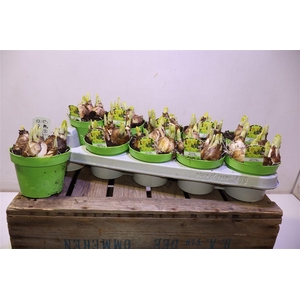 arr8 Narc O Tete A Tete