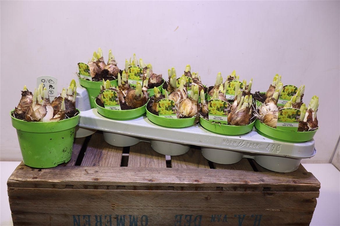 <h4>Narc O Tete A Tete</h4>