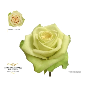 Rosa Premium Green Fashion