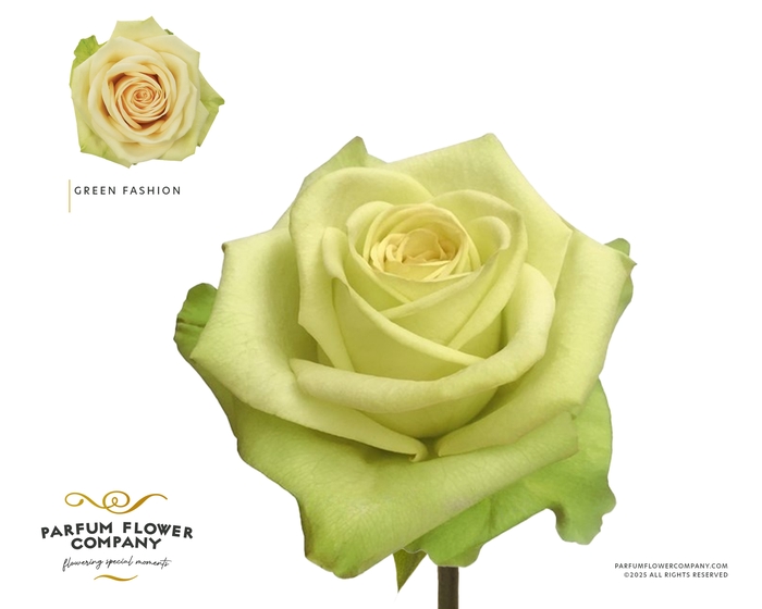 <h4>Rosa Premium Green Fashion</h4>