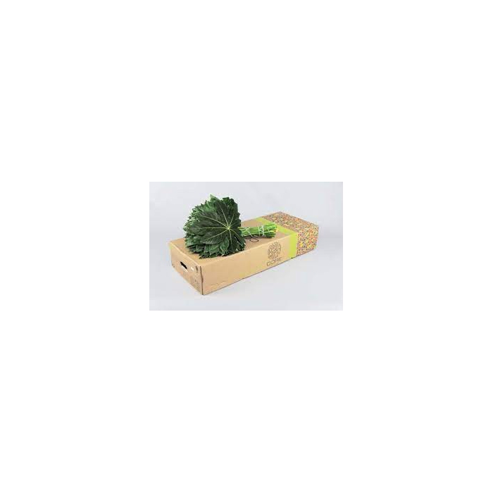 <h4>ARALIA CORE 30CM</h4>