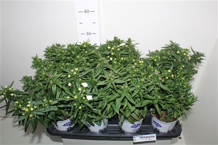 <h4>Aster Showm Gem</h4>