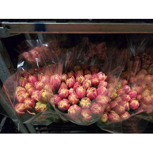 Tulpes LT Piln. Columbus