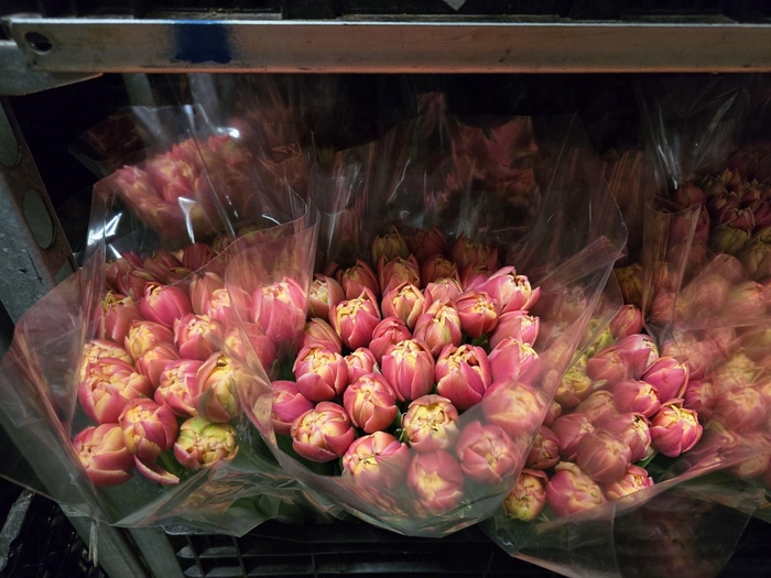 <h4>Tulpes LT Piln. Columbus</h4>