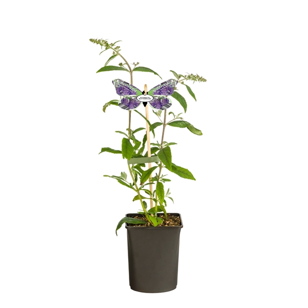 <h4>Buddleja davidii 'Nanho Blue' +butterfly label</h4>