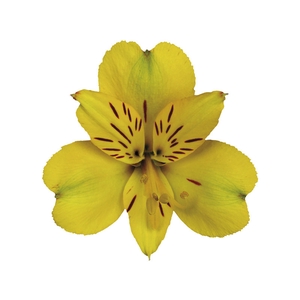 ALSTROEMERIA CARIBBEAN 080 CM