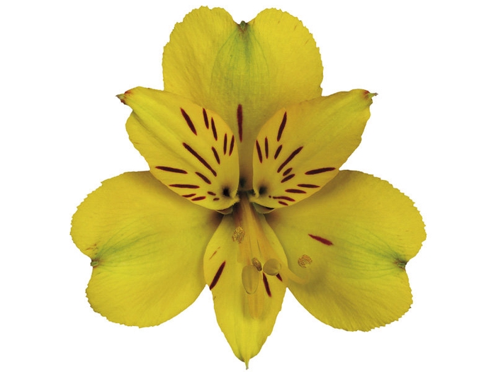 <h4>ALSTROEMERIA CARIBBEAN 080 CM</h4>