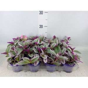 Tradescantia albif. 'Nanouk'