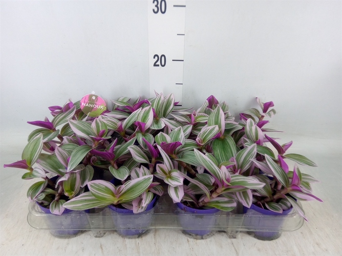 <h4>Tradescantia albif. 'Nanouk'</h4>