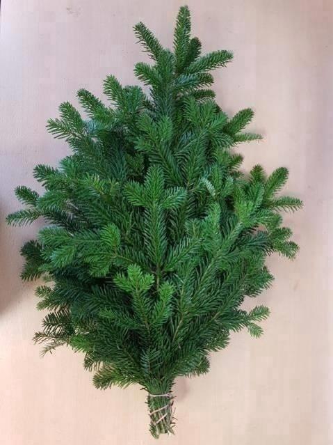 <h4>ABIES NORDMANN BS</h4>