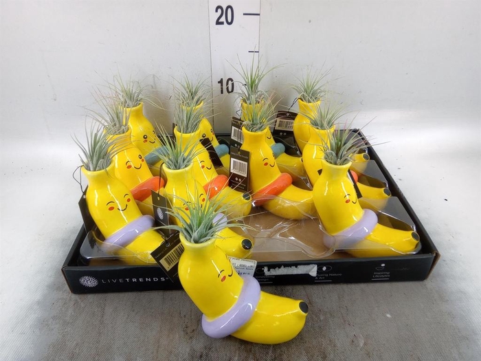 <h4>Arr.   Kamerplant Groen L%</h4>