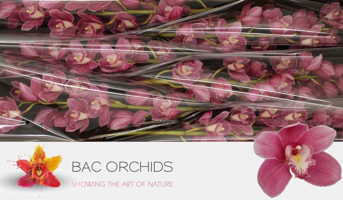 <h4>CYMB T BRAEMAR</h4>