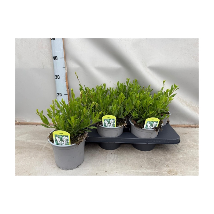 <h4>Gaura wit</h4>