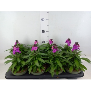 Erysimum  'Leya Purple Glow'