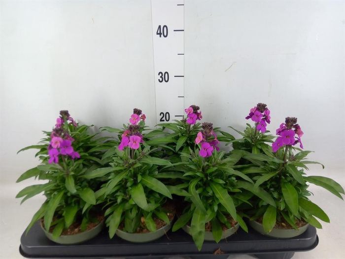 <h4>Erysimum  'Leya Purple Glow'</h4>