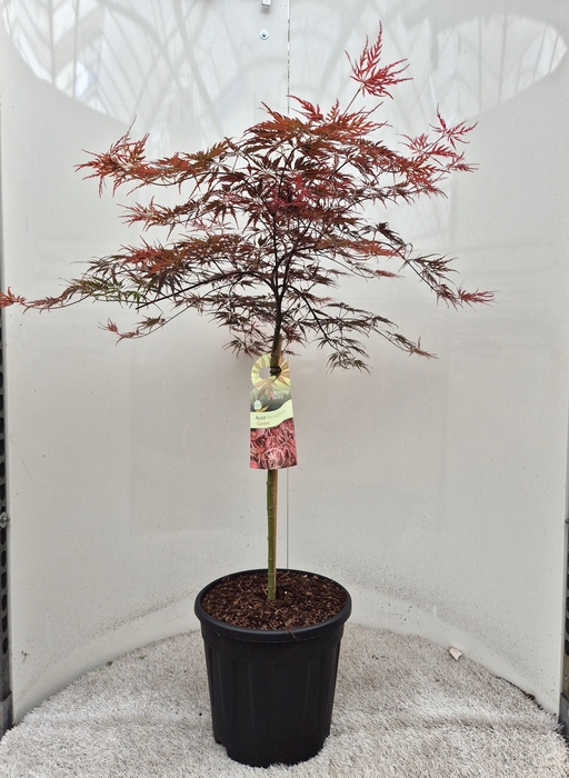 <h4>ACER PA GARNET</h4>