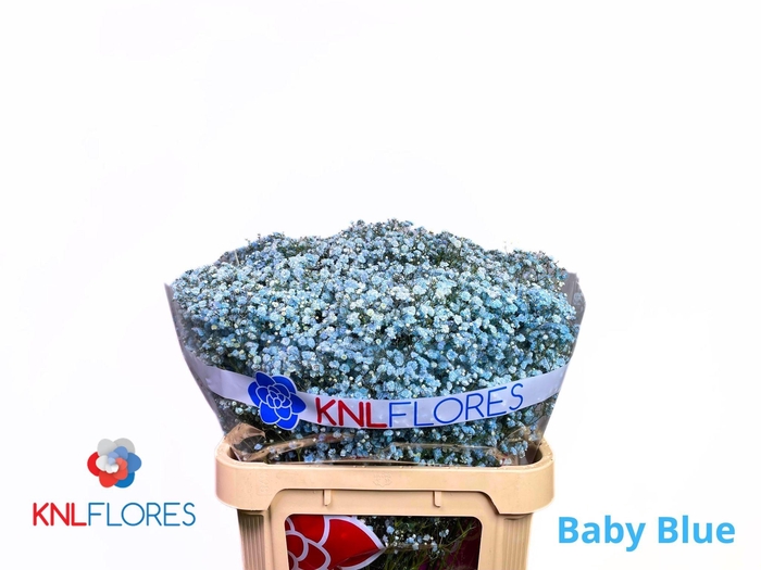 <h4>GYPS KLB H%</h4>