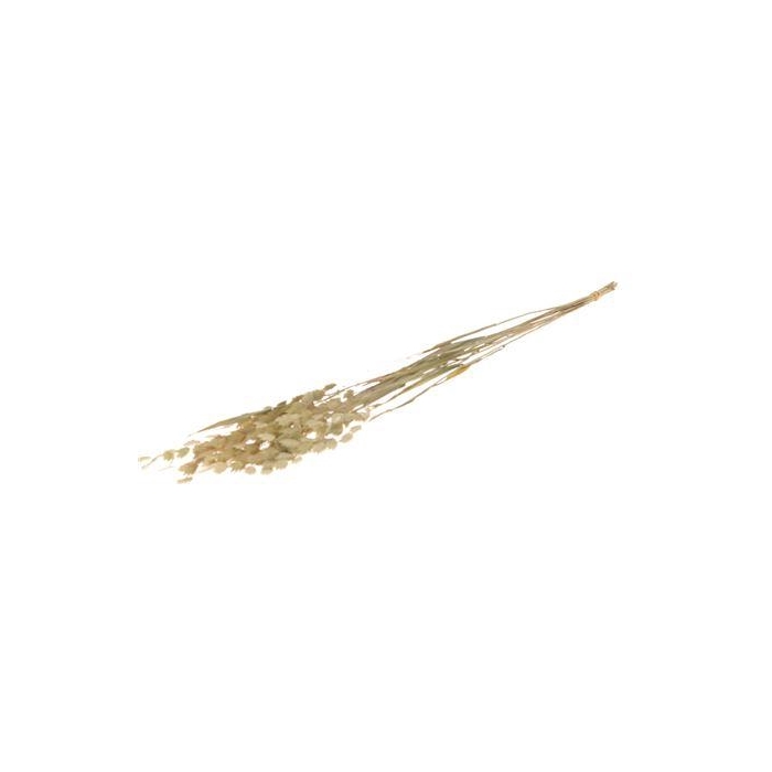 <h4>Bunch Chasmantium 10 Pcs Slv L75</h4>