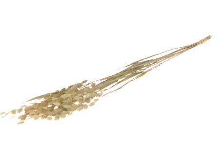 Bunch Chasmantium 10 Pcs Slv L75