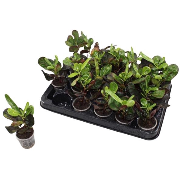 <h4>Codiaeum variegatum kleinbladig 'Yellow Banana'</h4>