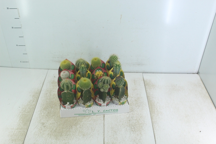 <h4>CACTUS ENXERTADO P07</h4>