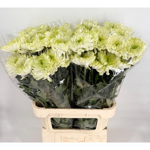 Chrys Gp Zembla Lime