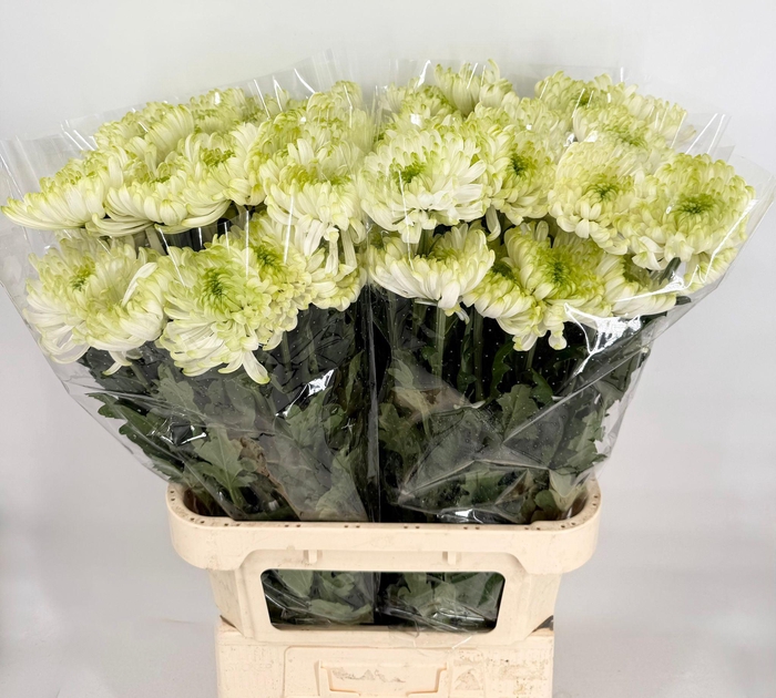 <h4>Chrys Gp Zembla Lime</h4>