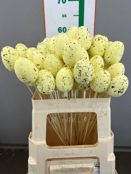 <h4>EGG YELLOW SPIKKEL 7 CM OP STOK</h4>