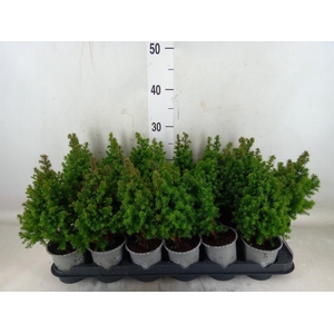 Chamaecyparis thyo. 'Alpica'