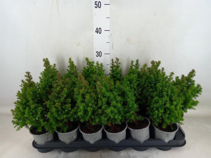 <h4>Chamaecyparis thyo. 'Alpica'</h4>