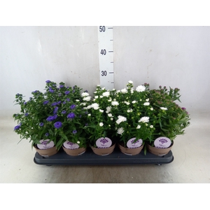 Aster  'Crown'   ...mix