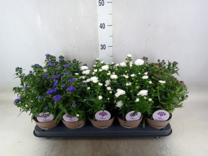 <h4>Aster  'Crown'   ...mix</h4>
