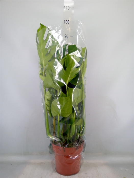 <h4>Monstera delic.</h4>