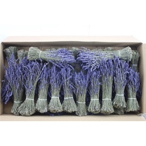 Lavandula Dried Pbs