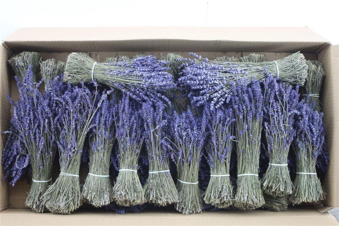 <h4>Lavandula Dried Pbs</h4>