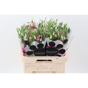 Eus G Rosi Rose Pink