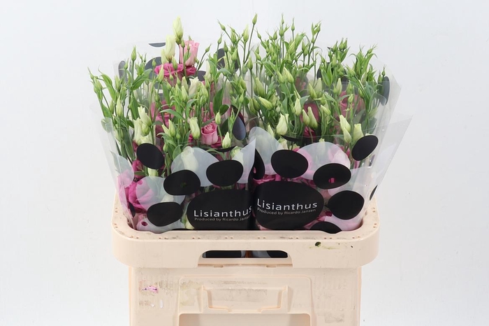 <h4>Eus G Rosi Rose Pink</h4>