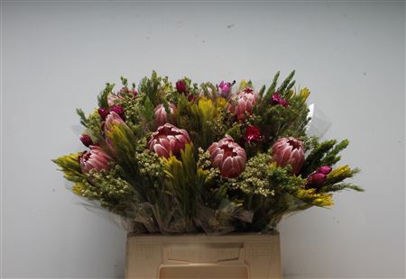 Sfb Pink Ice
